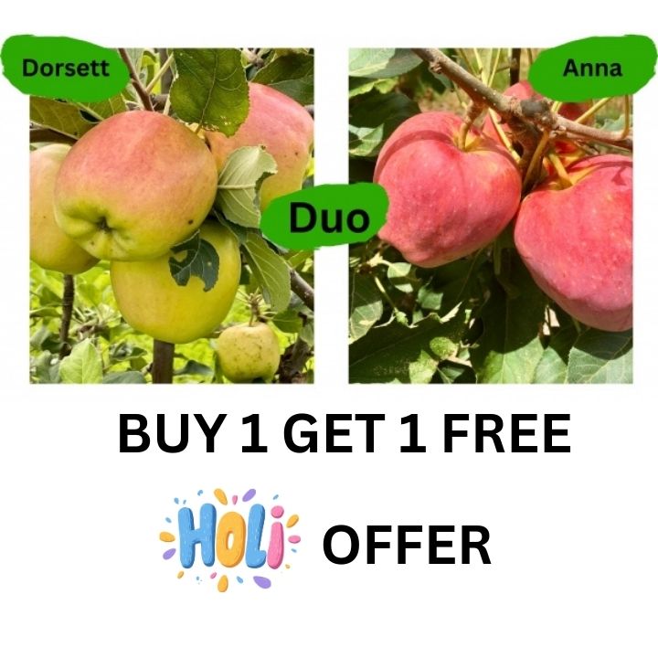 🍎 2 Special Apple Variety (Anna & Dorset) Buy 1 GET 1 FREE