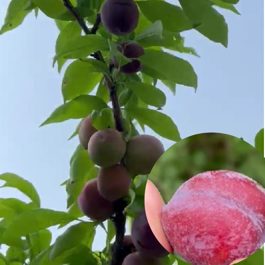 Plum