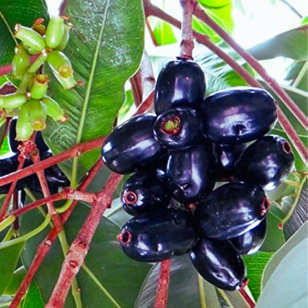 Jamun