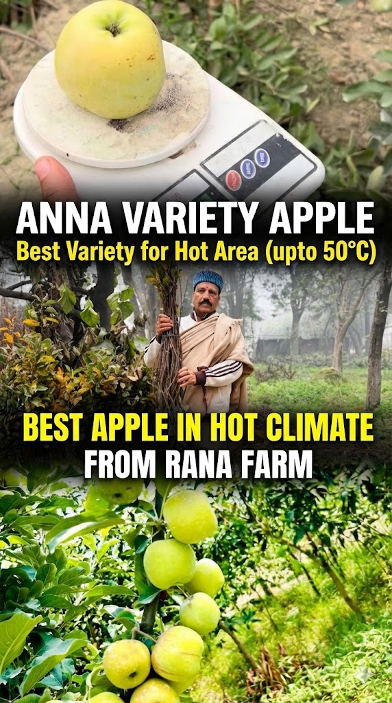 Apple Anna Variety