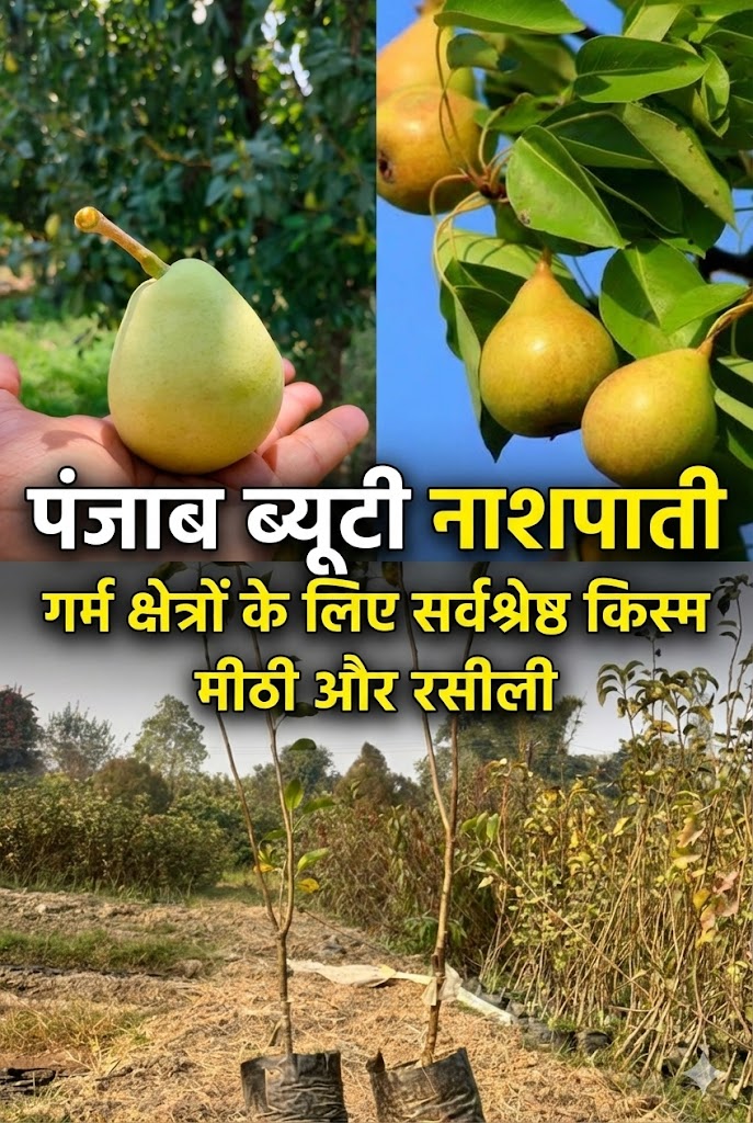 Punjab beauty (Pear)