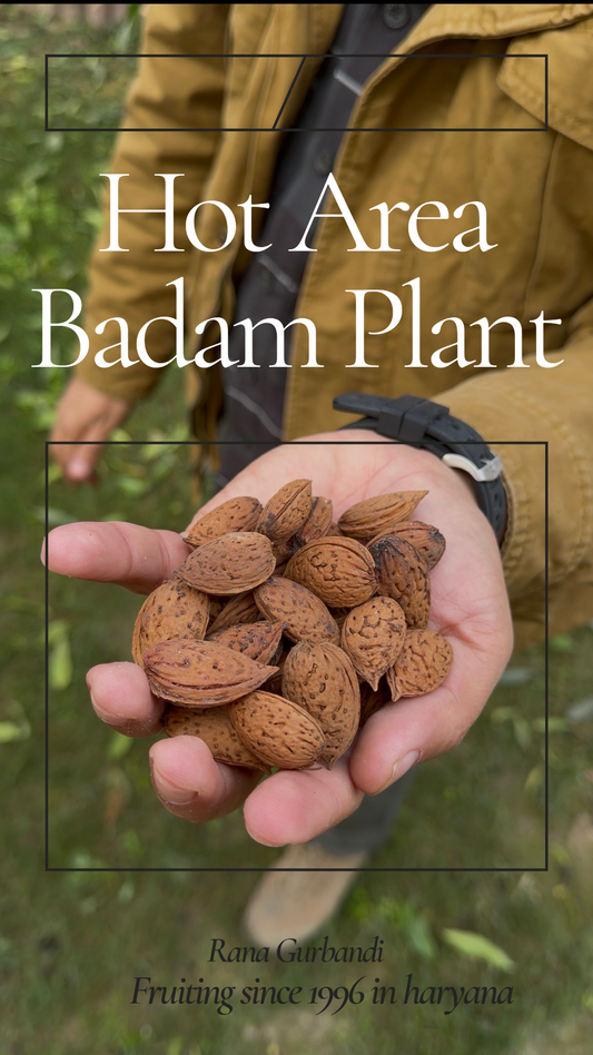 Badam Gurbandi as Hot Climate Plant