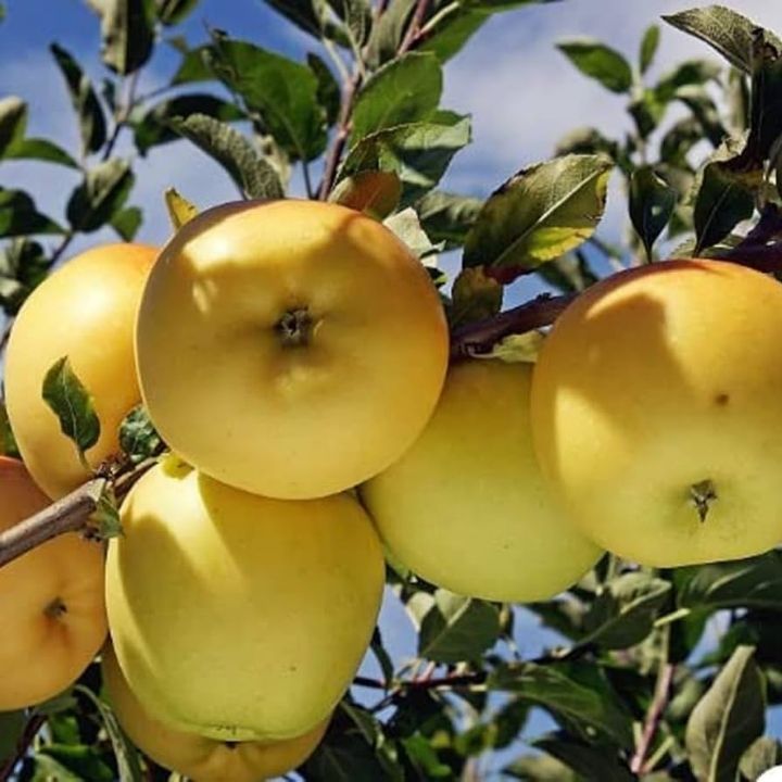 🍎  2 Special Apple Variety (Anna & Dorset) Buy 1 GET 1 FREE