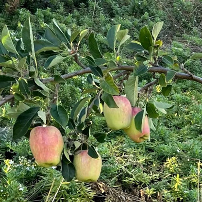 🍎  2 Special Apple Variety (Anna & Dorset) Buy 1 GET 1 FREE