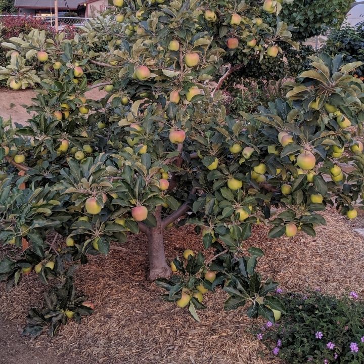 🍎  2 Special Apple Variety (Anna & Dorset) Buy 1 GET 1 FREE