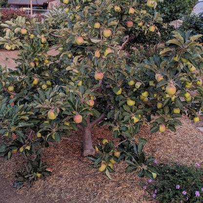 🍎  2 Special Apple Variety (Anna & Dorset) Buy 1 GET 1 FREE