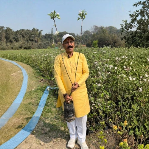 🍎  2 Special Apple Variety (Anna & Dorset) Buy 1 GET 1 FREE