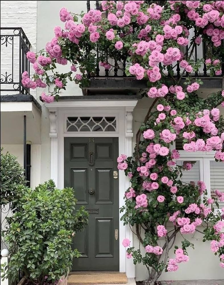 Gulab ki Bel (Climbing Rose Plant) – Khushboo Bhara Garden Beauty