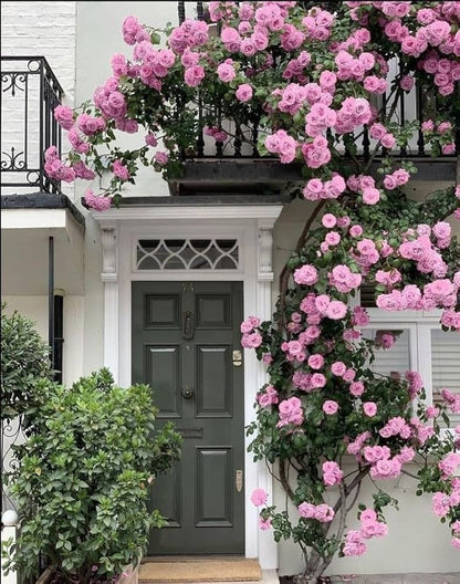 Gulab ki Bel (Climbing Rose Plant) – Khushboo Bhara Garden Beauty