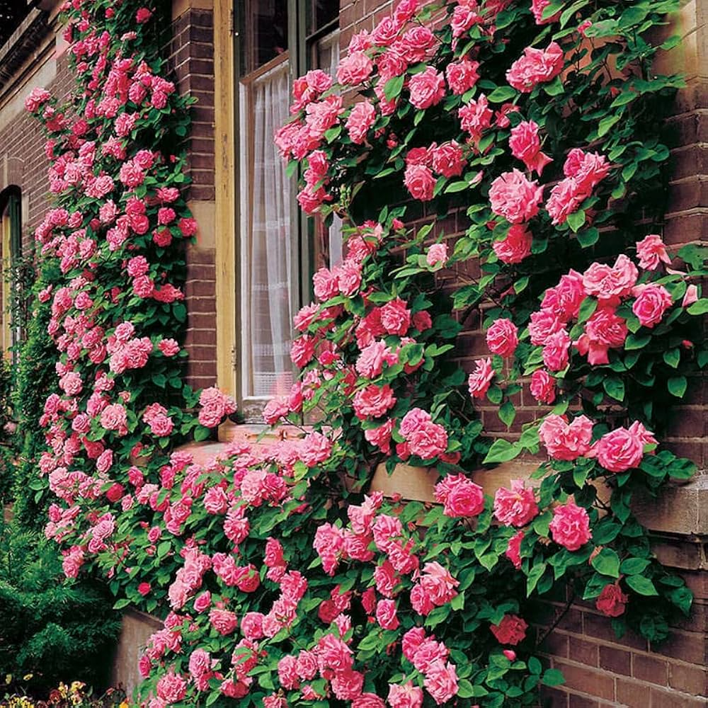 Gulab ki Bel (Climbing Rose Plant) – Khushboo Bhara Garden Beauty