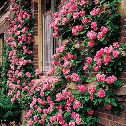 Gulab ki Bel (Climbing Rose Plant) – Khushboo Bhara Garden Beauty