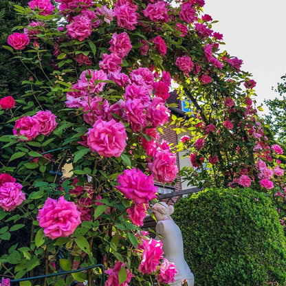 Gulab ki Bel (Climbing Rose Plant) – Khushboo Bhara Garden Beauty