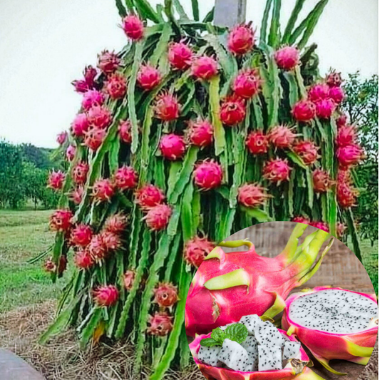 Dragon Fruit