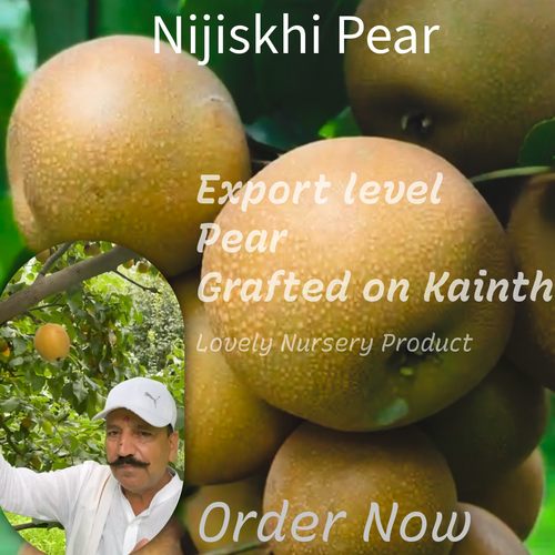 Nijisikhi pear grafted on kainth