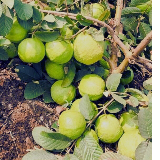 Guvava