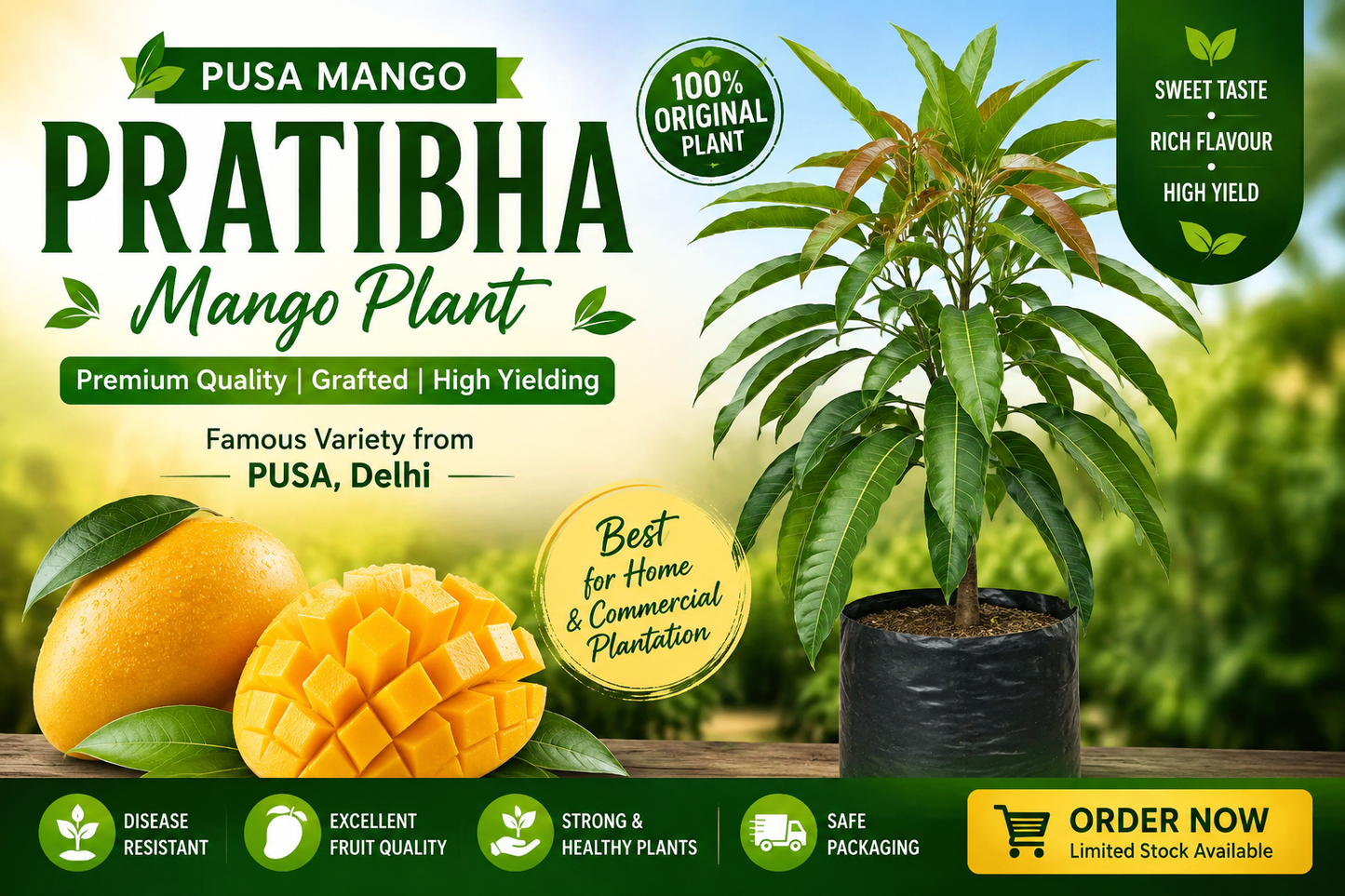 Mango Pusa Pratibha