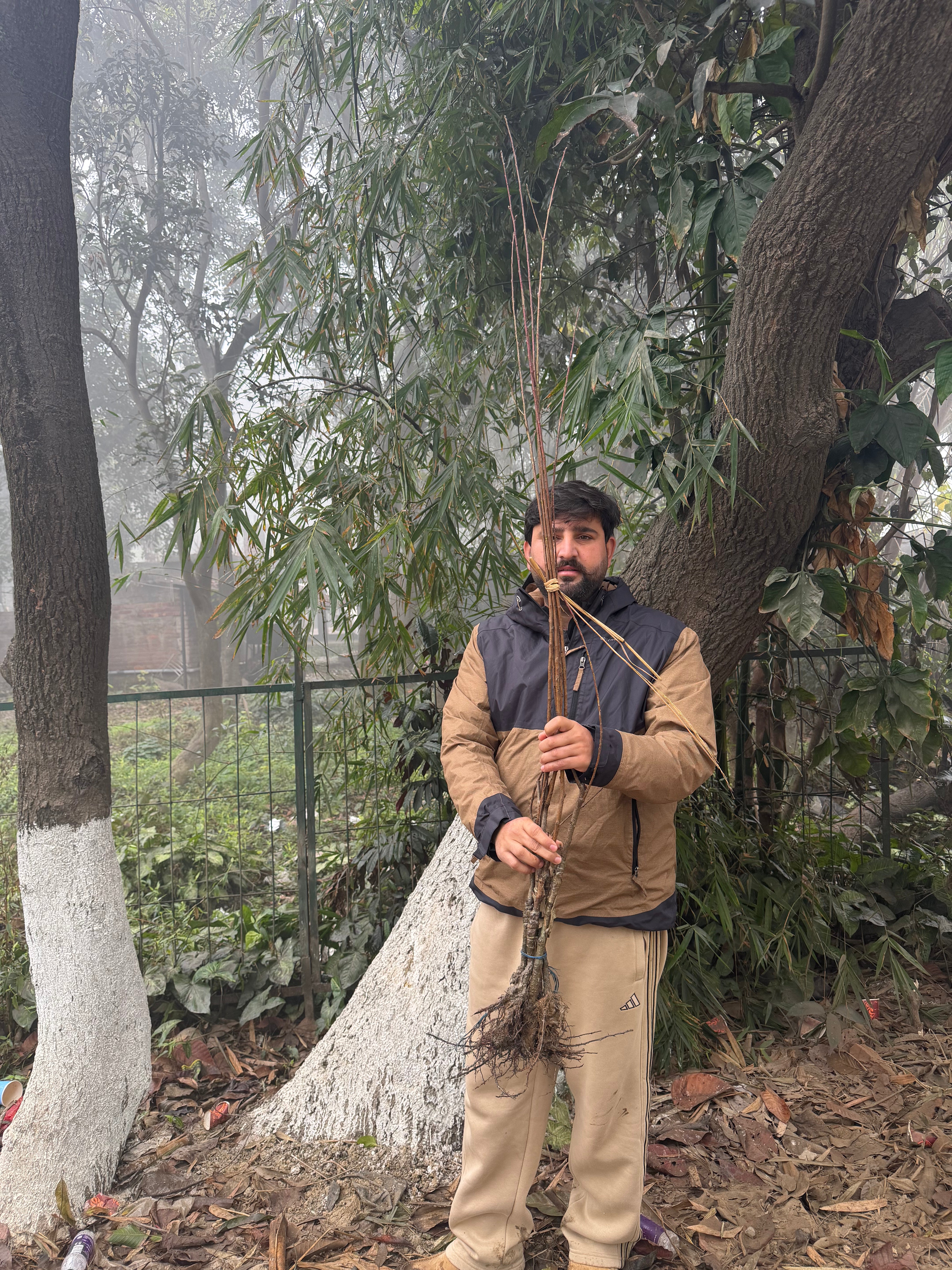 Aadu Shane punjab(5 plants)