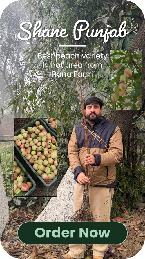 Shane punjab Peach(PAU selection)