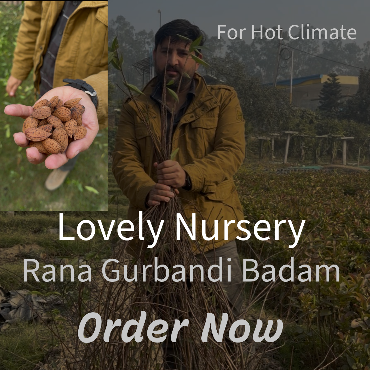 Badam gurbandi hot climate