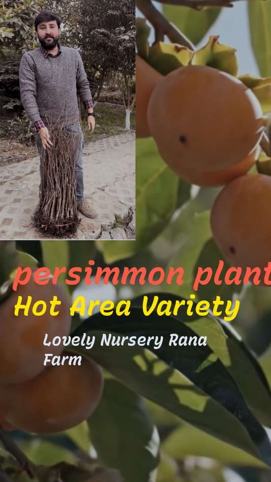 Persimmon Plant