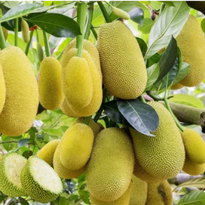 Jackfruit