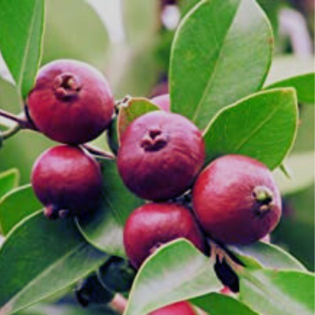 Guvava