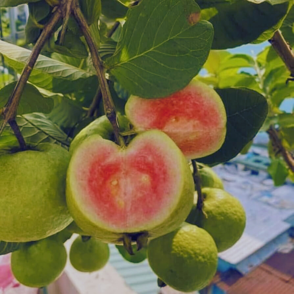 Guvava