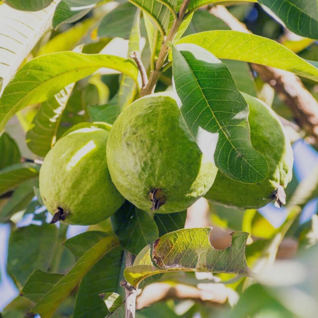 Guvava