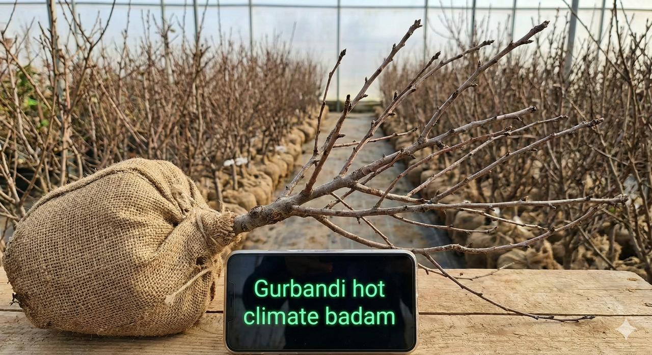 Badam gurbandi hot climate(5 plants )