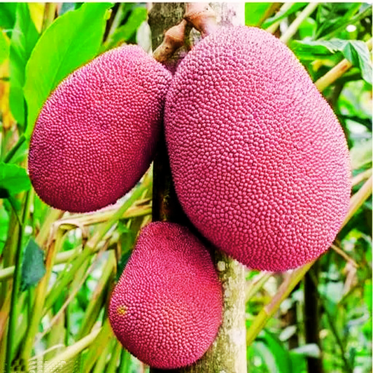 Jackfruit