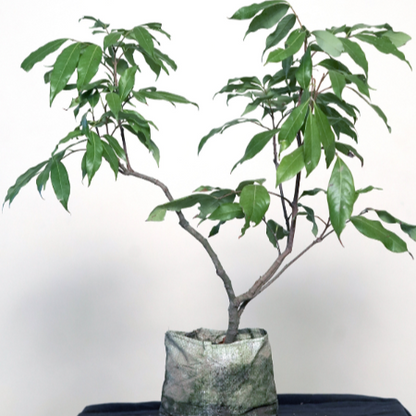Lichi