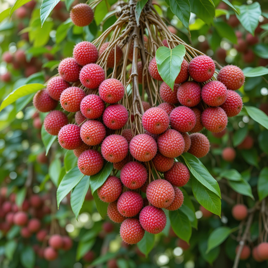 Lichi