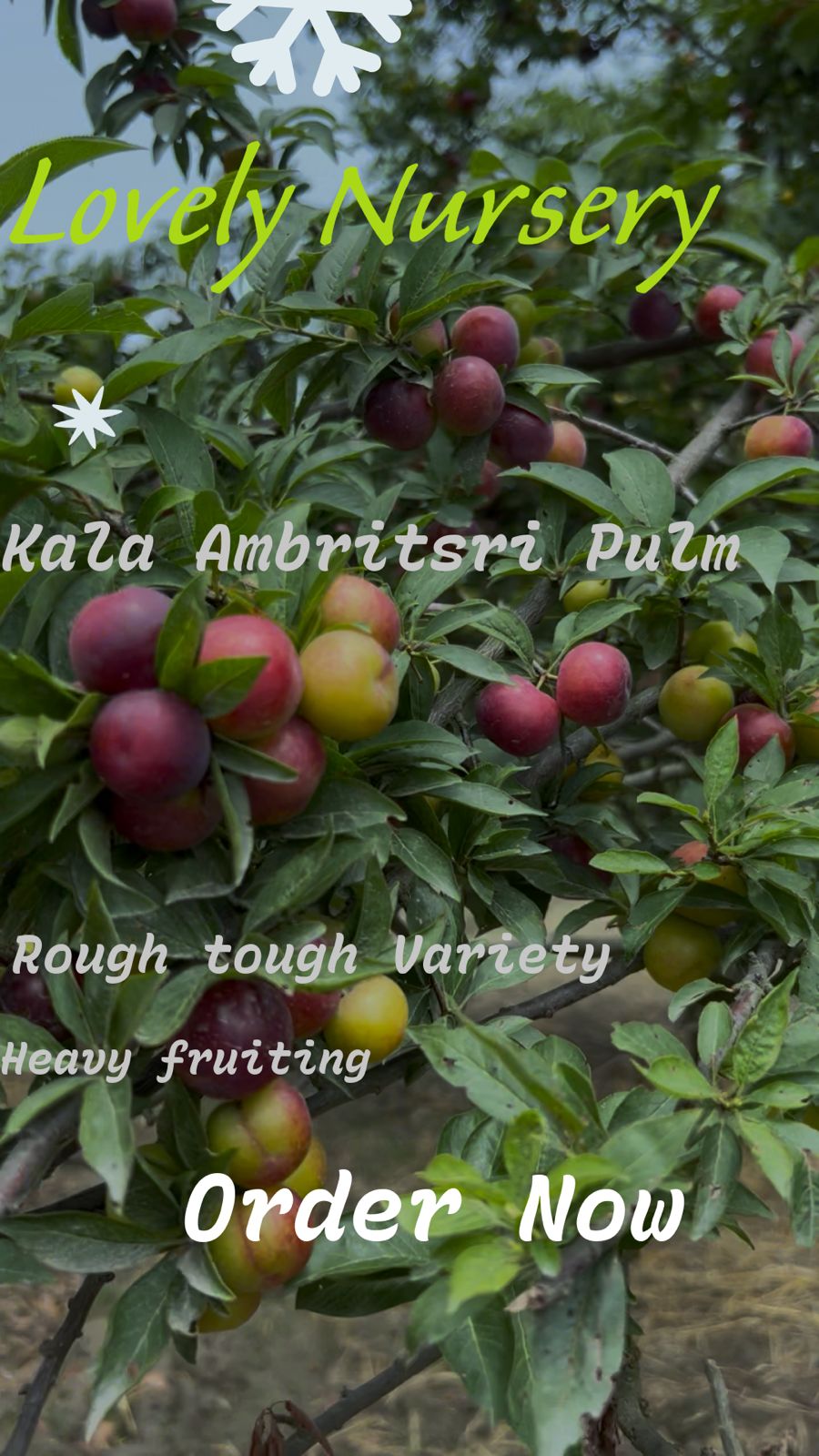 Kala Ambritsri Plant (Special Selling)
