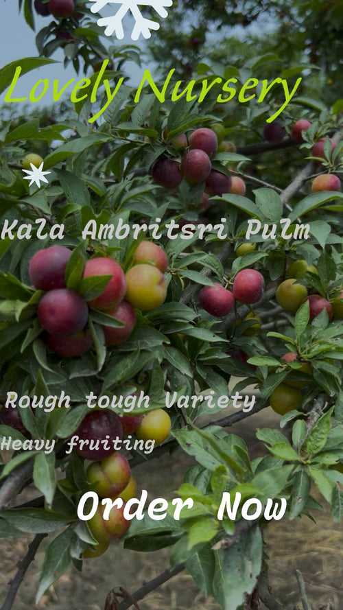 Kala Ambritsri Plant (Special Selling)