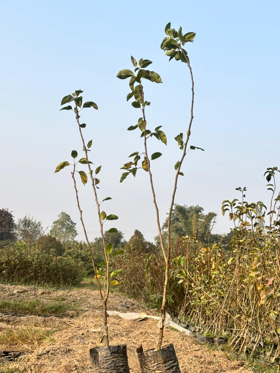 pear punjab beauty set of 5 plants without soil