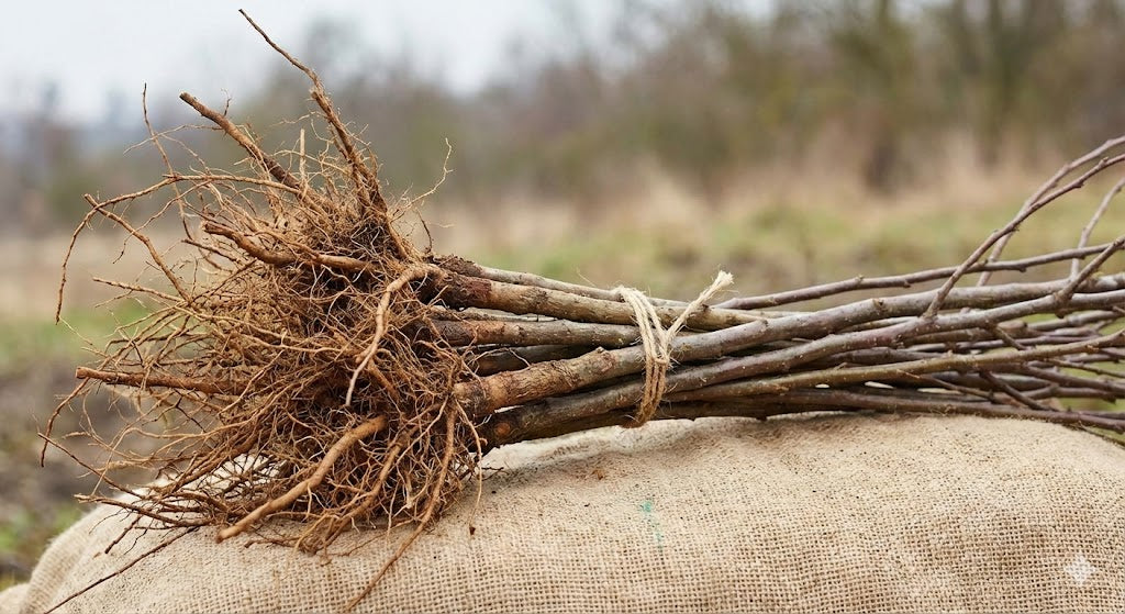 pulm satluj purple set of 5 plants